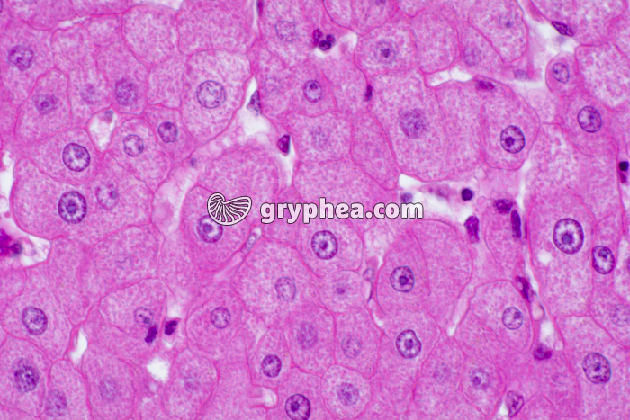 Foie Homme x200 - gryphea.org